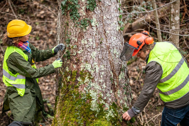 How Our Tree Care Process Works  in  Southside Place, TX